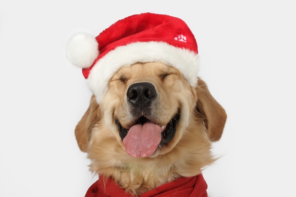 Presentes que seu cachorro adoraria neste Natal!