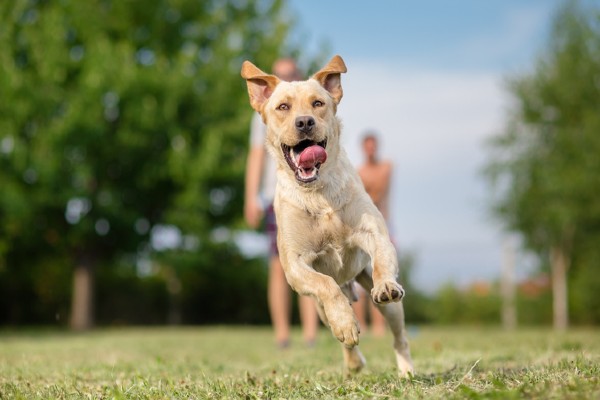 Resoluções de Ano-Novo para seu cachorro