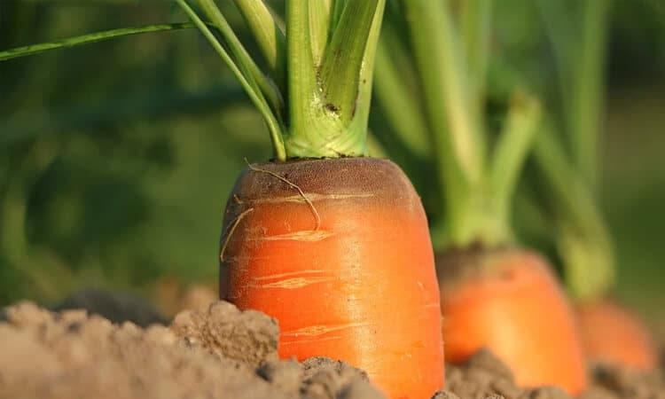 Saiba como fazer muda de cenoura e reaproveite o legume