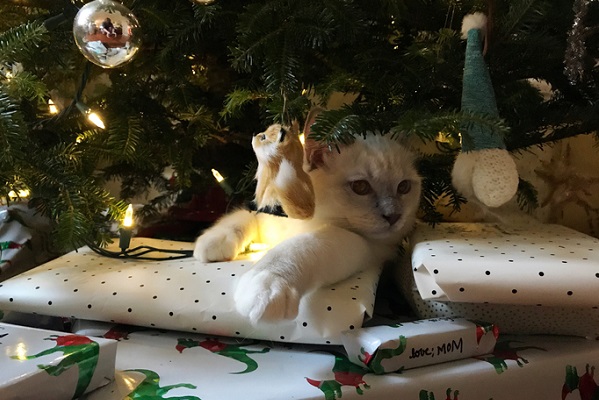 Seu gato te atrapalha na hora de embrulhar os presentes de Natal?