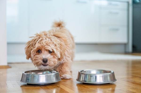 4 rações super premium naturais para seu cachorro