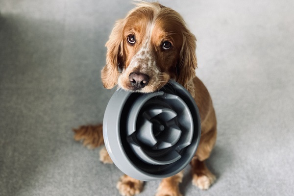 5 motivos para o seu cachorro comer ração super premium