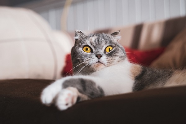 A domesticação encolheu o cérebro dos gatos?