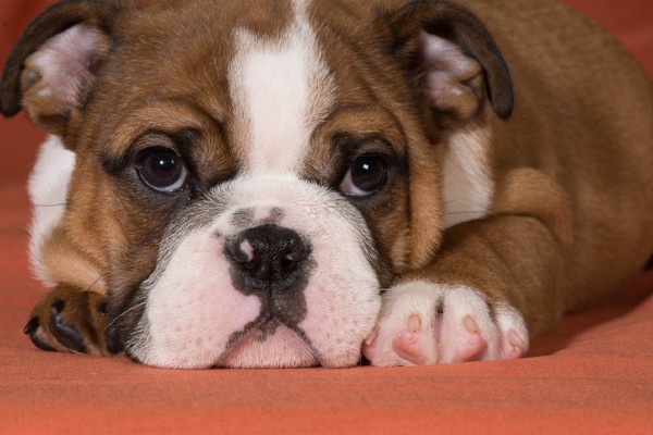 Cachorro pode comer açafrão?