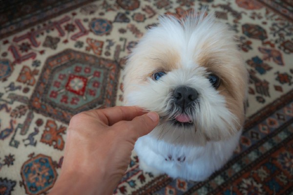 Será que cachorro pode comer lentilha? Descubra aqui!