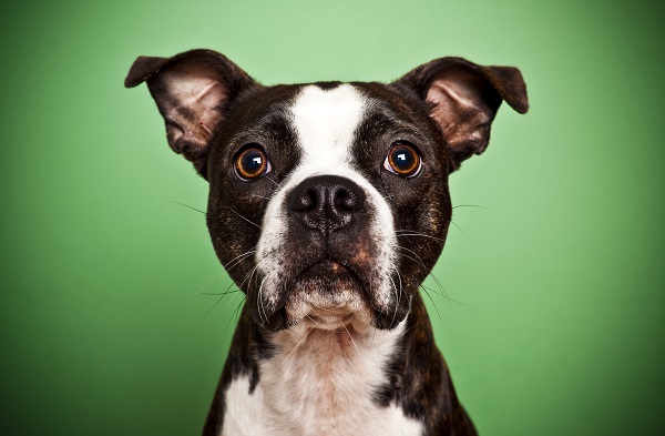 Cachorro pode comer salsinha? Confira