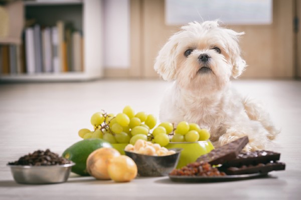 Cachorro pode comer uva-passa? Descubra os riscos do alimento!