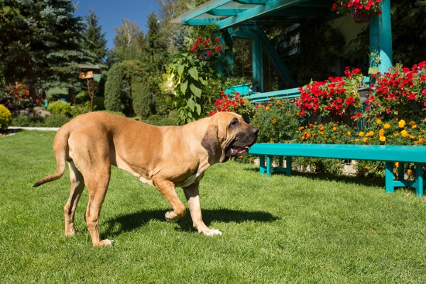 Cinco raças brasileiras de cachorro