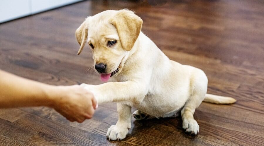 Como adestrar um Labrador filhote de 3 meses? Entenda