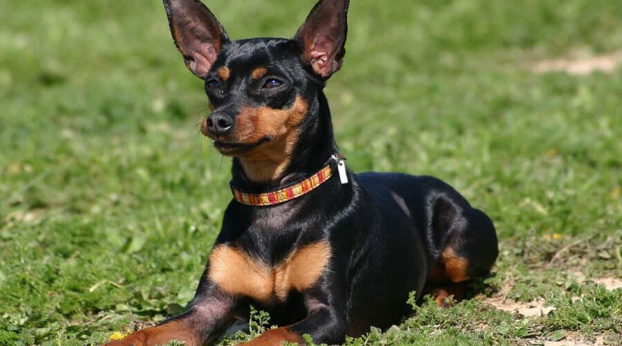 Como fica o cruzamento de Pinscher com vira-lata?