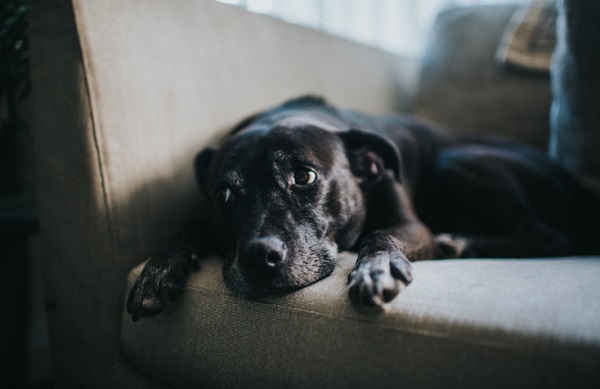 Como saber se o cachorro está estressado ou infeliz