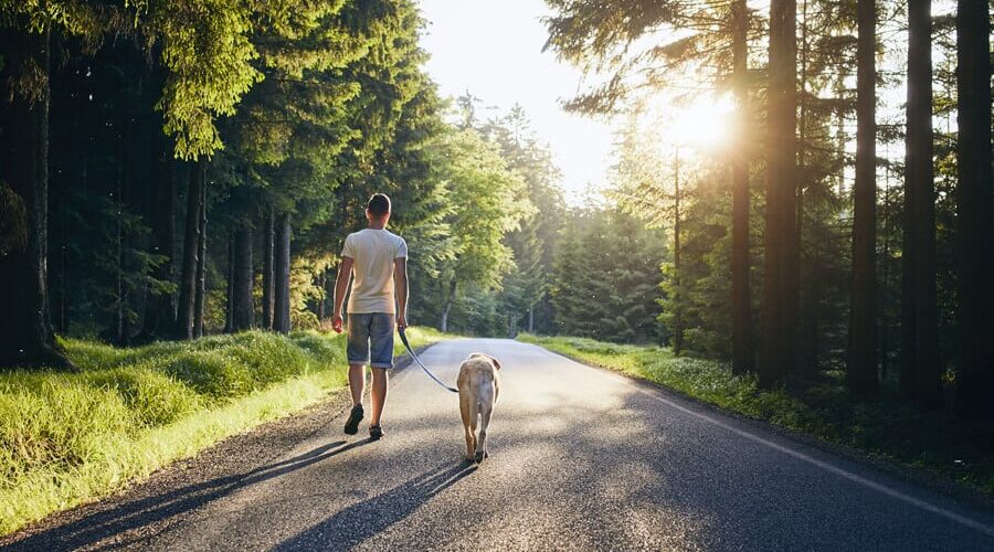 Entenda o que é posse responsável de animais