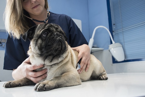 Entenda os riscos dos vermes intestinais em cães e gatos