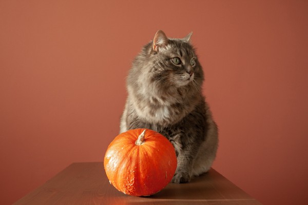 Gato pode comer abóbora?