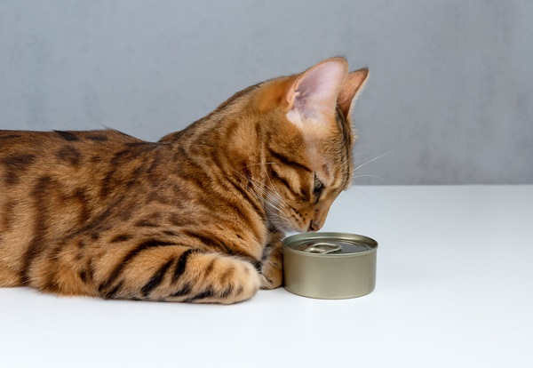 Gato pode comer atum em lata?