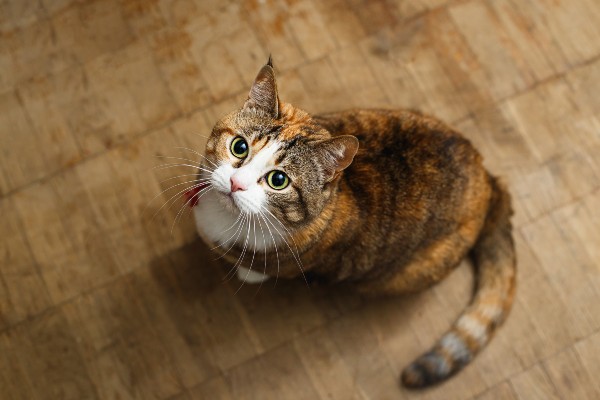 Gato pode comer beterraba?