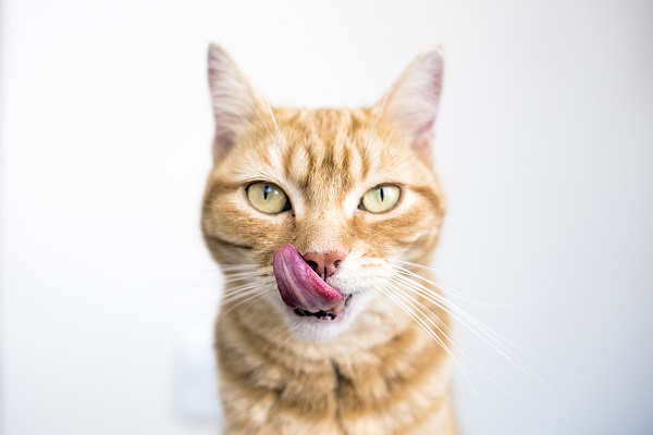 Gato pode comer fígado?