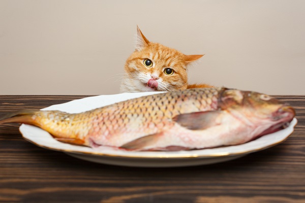 Gato pode comer peixe?