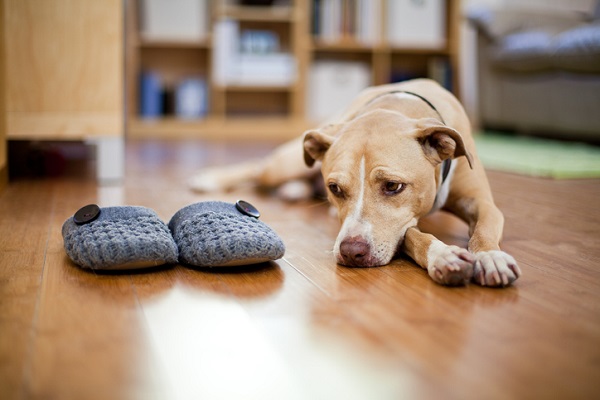 Janeiro Branco pela saúde mental e bem-estar dos animais