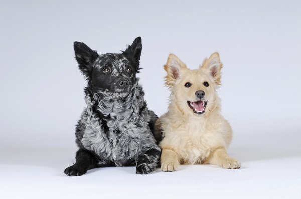 Mudi e Pequeno Cão Russo: conheça as novas raças reconhecidas pelo AKC