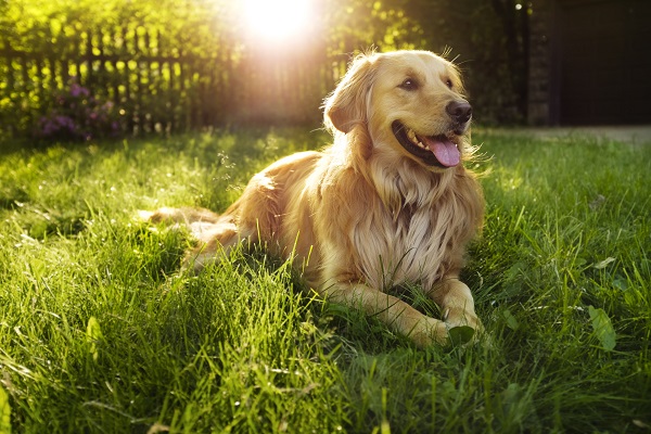 Raças de cachorro super carinhosas