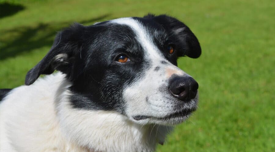 Resultado do cruzamento de Border Collie e Vira-lata