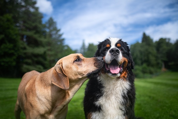 Todo cachorro precisa ser socializado?