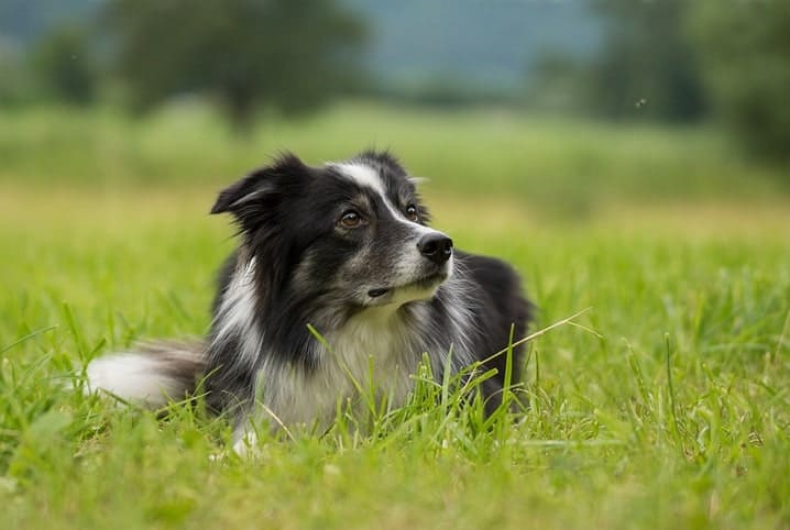 Você conhece os tipos de treinamento para cachorro?