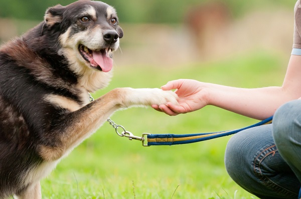 Você já está treinando o seu cão e nem sabe