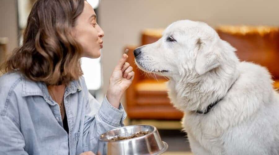 Você sabe o que é um cão-terapeuta? Te contamos!