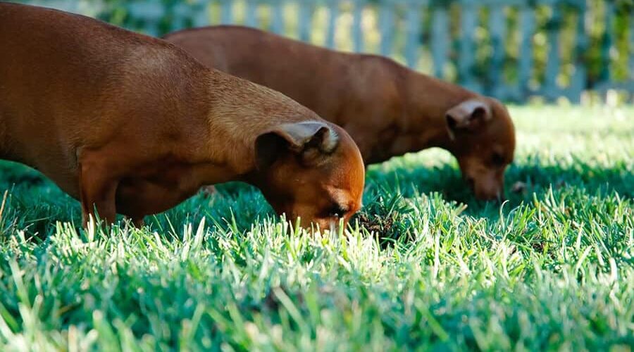 Você sabe se cachorro pode comer palmito? Descubra aqui!