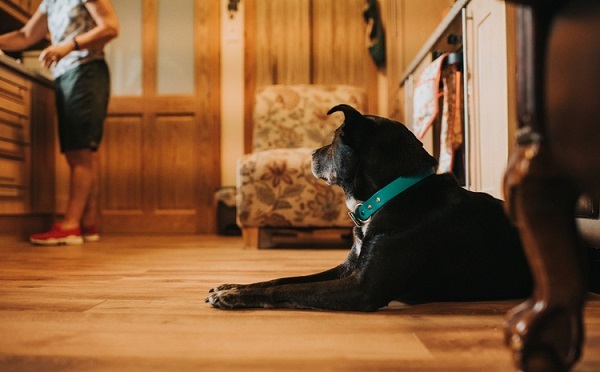 5 mini hábitos para melhorar a rotina com o seu cão