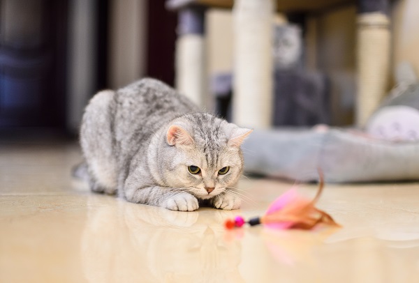 7 brinquedos para seu gato idoso