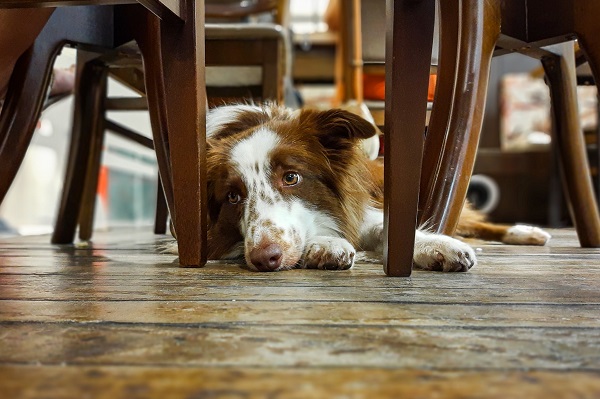 Cão-guia pode entrar em restaurante?