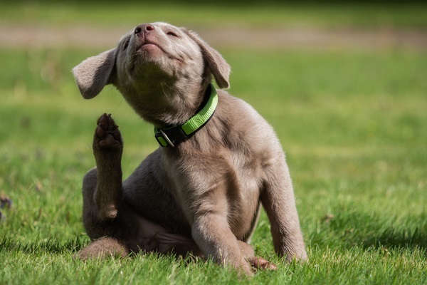 Antipulgas falsificados podem colocar em risco a vida dos pets