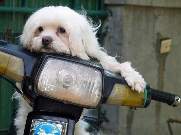 Cachorro pode andar de moto?