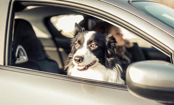 Cachorro pode andar no banco da frente ou porta-malas do carro?