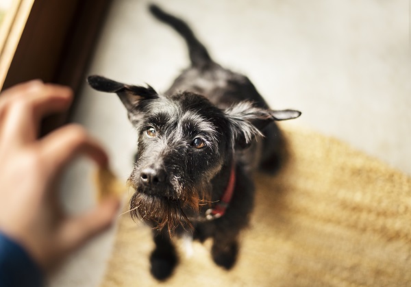 Cachorro pode comer atum em lata?