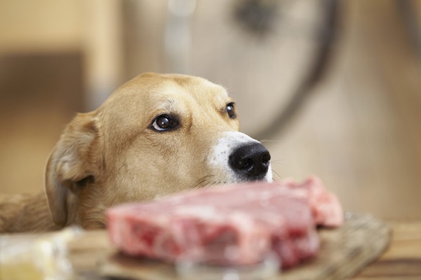 Cachorro pode comer carne de soja? Saiba como proteger seu peludo!