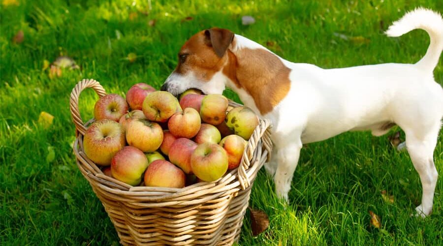 Cachorro pode comer frutas? Confira!