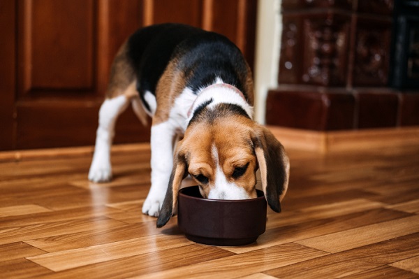 Cachorro pode comer granola? Saiba se o cereal está permitido!