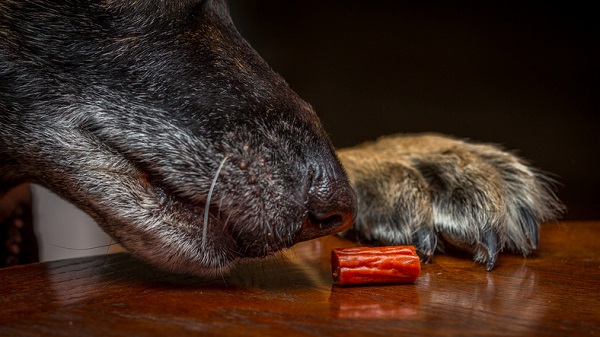 Cachorro pode comer linguiça? Conheça os riscos