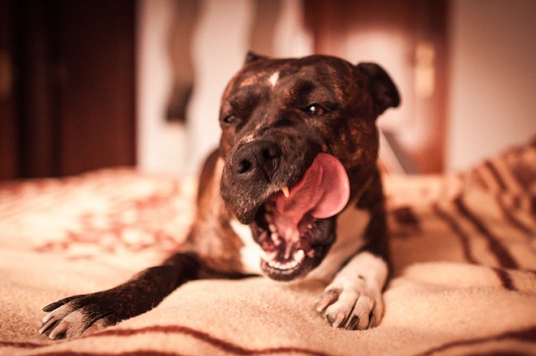 Cachorro pode comer presunto? Descubra!