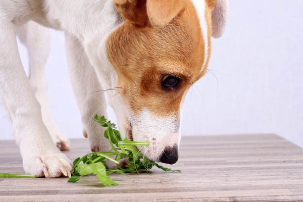 Será que cachorro pode comer rúcula?