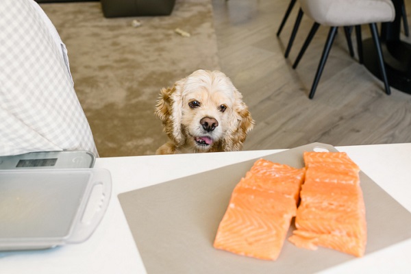 Cachorro pode comer salmão?