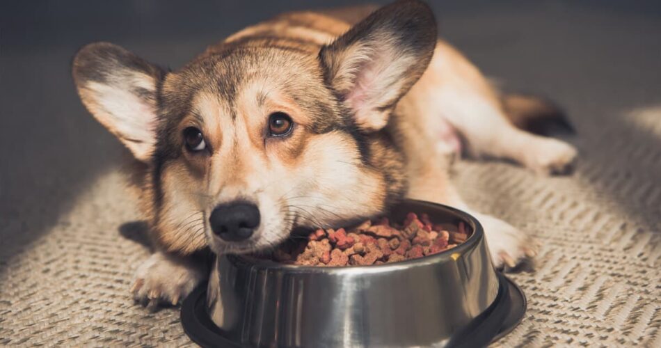 Cachorro pode comer uma vez por dia? Descubra!