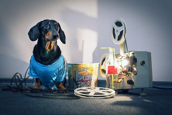 Cachorro pode entrar no cinema?