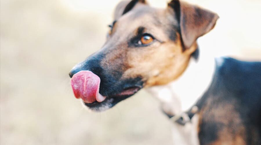 Cachorro pode tomar suco de laranja? Conheça os refrescos permitidos!