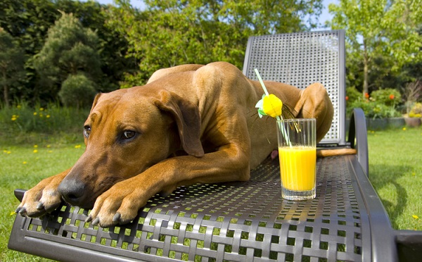 Cachorro pode tomar suco?