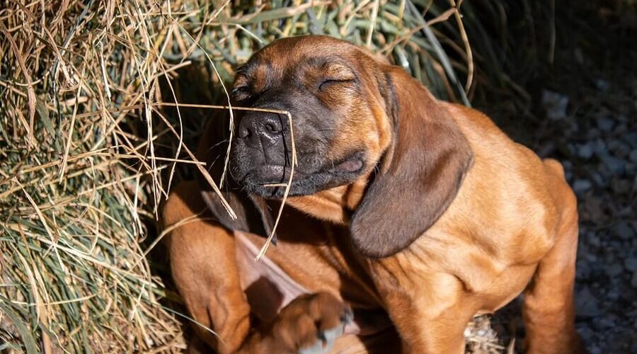 Cachorro se coçando muito: o que pode ser?